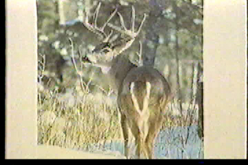 A deer, standing in the woods, looking over his shoulder