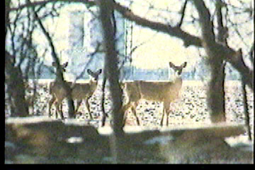 Three deer standing outside the woods and looking in