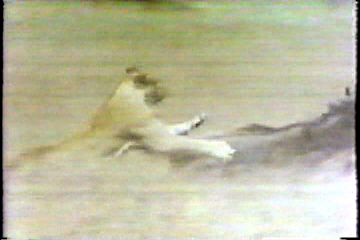 A lion bringing down a wildebeest.