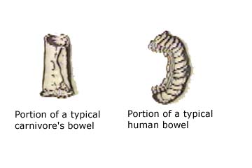 Diagram showing short colon of a carnivore on the leftt and the long colon of a vegetarian on the right.