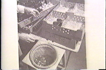 A worker sorting chicks: the trash bag is full of male chicks.