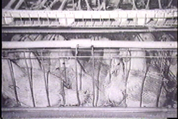 Several chickens crammed into a small cage.
