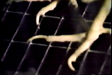 Close-up of a chicken's feet standing on the wire-mesh floor.