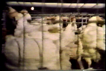 Close-up of one cage with several chickens crammed into it.