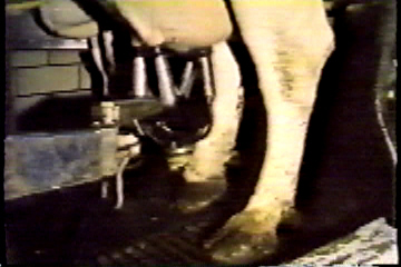 A cow in a milking machine.