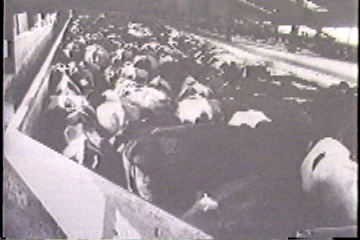 Cows crowded together on a factory-farm.