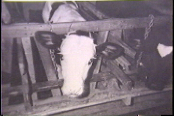 Calves, chained by the neck in small stalls.