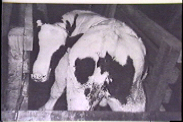 A calf, imprisoned in a tightly cramped stall.