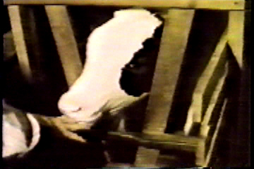 A caged calf attempting to nurse on human fingers,