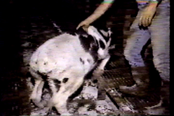 A severely anemic calf attempts to walk -- on weak, wobbly legs -- to the truck that will take him to the slaughterhouse.